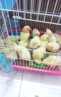 جوجه گوشتی و جهادی و مینیاتوری و گرینچیک و قفس