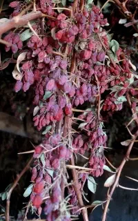 زرشک پفکی درجه یک