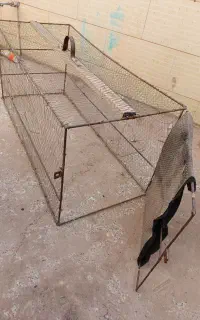 قفس