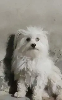 فروش سگ پشمالو