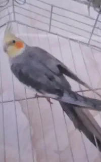 عروس هلندی نر