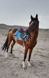 مادیون عرب مدرکدار