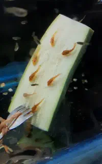 کت پوزه بوته ای /ماربل/پلکو/لجنخوار