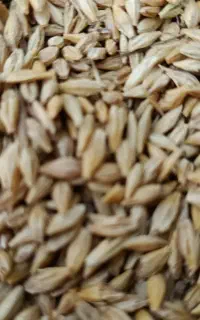 فروش جو‌ ویلما بذری