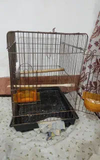 قفس عروس هلندی