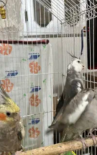 پرنده فروشی عروس هلندی نر و ماده