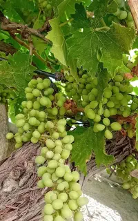 غوره  فروشی