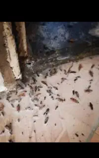 سمپاشی در تهران و حومه ۱۰۰%تضمینی