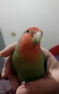 گمشده