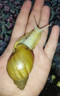 حلزون آلبینو