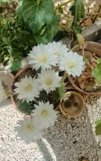 گل کاکتوس