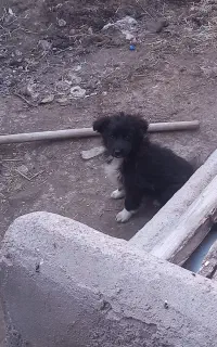 فروش ۲تا پاکوتاه سرابی نرو ماده