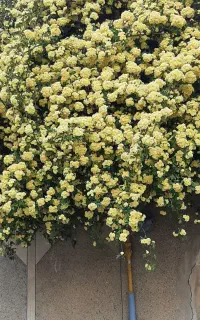 فروش سیمکارت دایمی 0379 862 0918