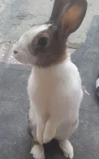 خرگوش
