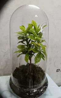 6 عدد تراریوم