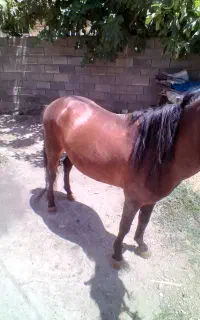 کره اسب