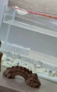 آکواریوم شرکتی سالم