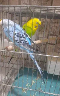 مرغ عشق جفت