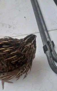 بلدرچین جوان