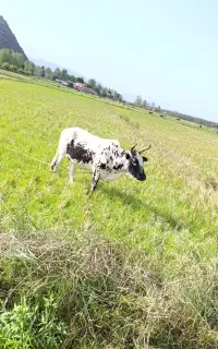 یک عدد گاو محلی