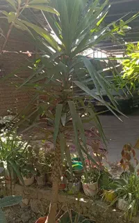 گل یوکای شاداب