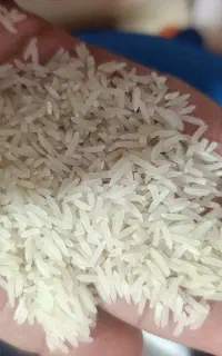 برنج فجر سوزنی