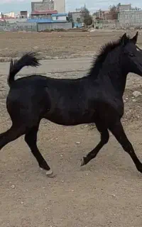 کار در باشگاه اسب و سوارکاری