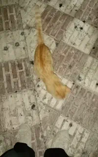لینک دعوت به اسنپ پرو