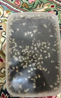 هلزون جوجه مولد پیش مولد