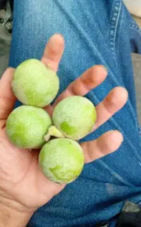 گردو