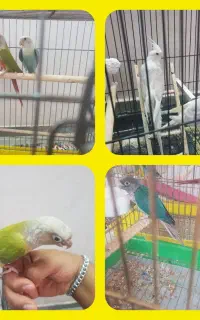 گرینچیک ، کوتوله ، عروس هلندی دستی و سخنگو