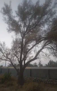 قطع نخل و درخت با خرید چوب