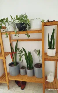 استند چوبی گل و گیاه