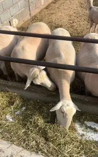 نیازمند کار دامداری(اتباع)