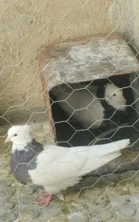 طوقی دمه تخم