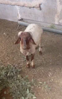 بره قوچی جوان و سرحال