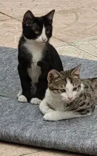 گربه گمشده