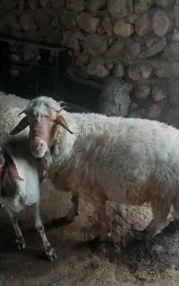 یک عدد قوچ