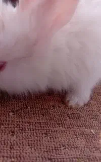 بچه خرگوش بازیگوش