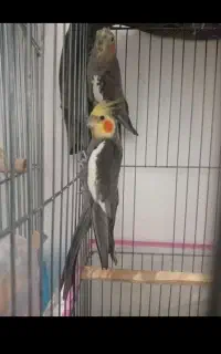 عروس هلندی مولد