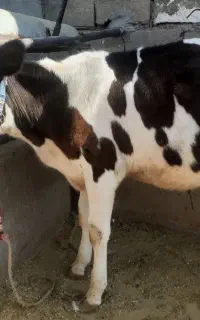 گوساله هلشتاین نر