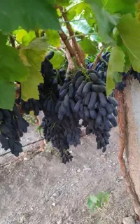 ارقـام نایاب  نـهـال با بـاردهی عالی