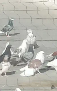 کفتر سبز ماده