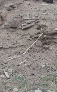 کود حیوانی(گوسفند) درگوغر