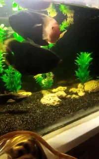 معاوضه با قناری و مرغ عشق