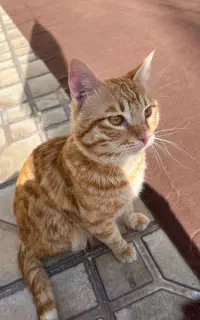 پیداشده
