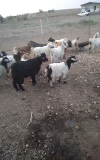 جعفراباد قشلاق قره ککیل حاج مطلب