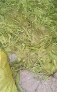 علوفه ذرت بلال