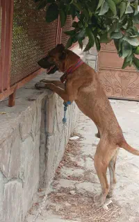 سگ سراب