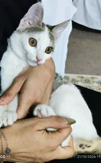واگذاری گربه